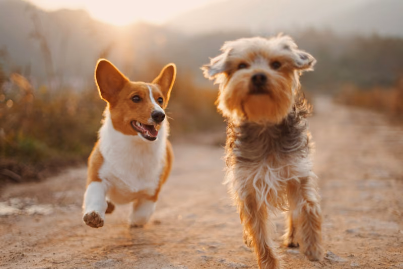 Cirurgia de emergência no pet: o seguro cobre?